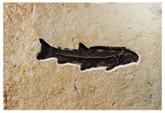 Рыба Notogoneus sp.