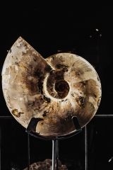 Аммонит Cleoniceras sp.