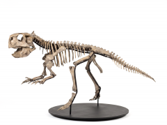 Скелет динозавра Psittacosaurus sp.
