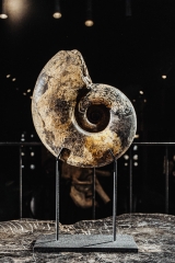 Аммонит Discophyllites ebneri