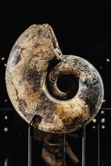 Аммонит Discophyllites ebneri