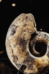 Аммонит Discophyllites ebneri