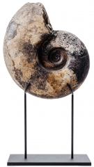Аммонит Discophyllites ebneri