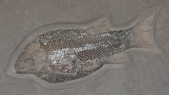 Рыба Lepidotes sp.