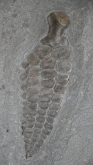 Плавник ихтиозавра Ichthyosaur sp.