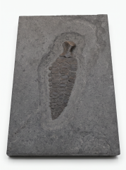 Плавник ихтиозавра Ichthyosaur sp.