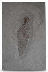 Плавник ихтиозавра Ichthyosaur sp.