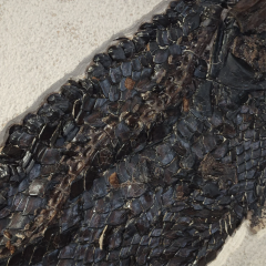 Панцирная щука Atractosteus simplex