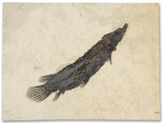 Панцирная щука Atractosteus simplex