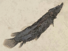 Панцирная щука Atractosteus simplex