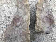 Трилобит Illaenus tauricornis