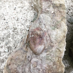 Трилобит Illaenus tauricornis