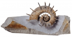 Аммонит Crioceras nolani