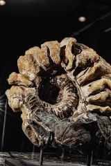 Аммонит Parahoplites sp.