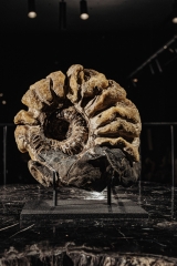 Аммонит Parahoplites sp.