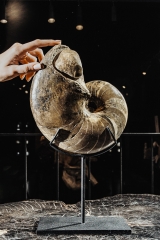 Наутилус Cenoceras annulare