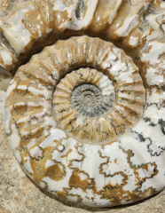 Аммонит Aegasteroceras sagittarium