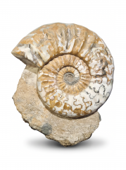 Аммонит Aegasteroceras sagittarium
