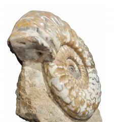 Аммонит Aegasteroceras sagittarium