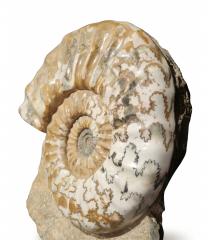Аммонит Aegasteroceras sagittarium