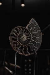 Аммонит Cleoniceras sp.