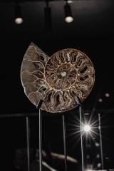 Аммонит Cleoniceras sp.