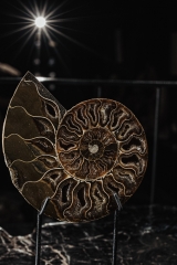 Аммонит Cleoniceras sp.