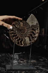 Аммонит Cleoniceras sp.
