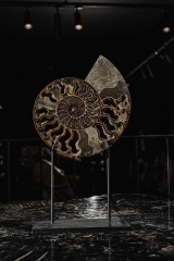 Аммонит Cleoniceras sp.