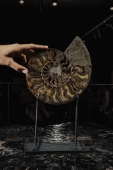 Аммонит Cleoniceras sp.