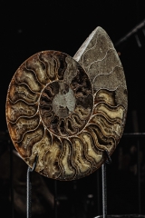 Аммонит Cleoniceras sp.
