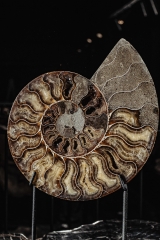 Аммонит Cleoniceras sp.