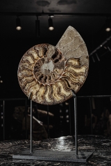 Аммонит Cleoniceras sp.