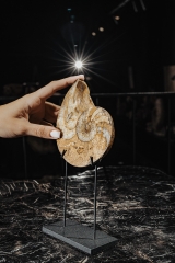 Наутилус Cymatoceras sp.