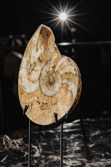 Наутилус Cymatoceras sp.