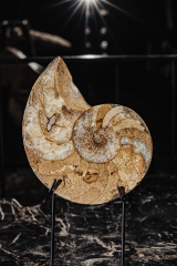 Наутилус Cymatoceras sp.