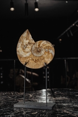 Наутилус Cymatoceras sp.