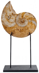 Наутилус Cymatoceras sp.