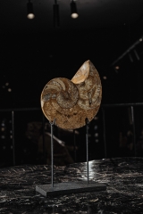 Наутилус Cymatoceras sp.