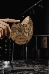 Наутилус Cymatoceras sp.