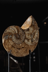 Наутилус Cymatoceras sp.