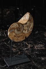 Наутилус Cymatoceras sp.
