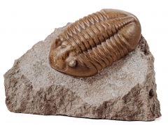 Трилобит Asaphus lepidurus 