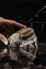 Трилобит Asaphus lepidurus 