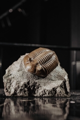 Трилобит Asaphus lepidurus 
