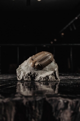 Трилобит Asaphus lepidurus 