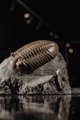 Трилобит Asaphus lepidurus 