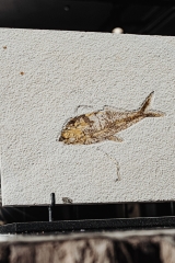 Рыба Knightia sp.