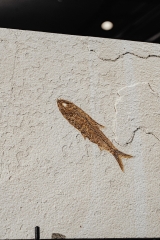Рыба Knightia sp.
