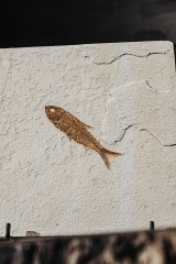 Рыба Knightia sp.